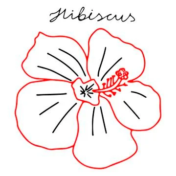 Vector illustration of a red and black Hibiscus flower isolated on a white ba Stock Illustration