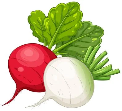 Vector Illustration of Red Beetroot and White Radish with Green Leaves Stock Illustration