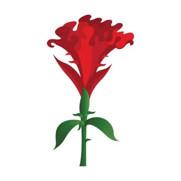 Vector illustration of red cockscomb flower on white background. Vector il... Foto stock