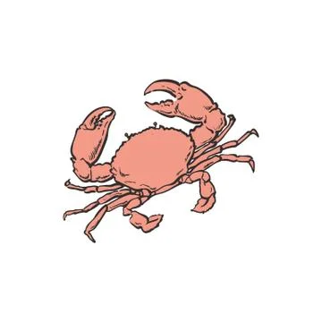 Vector illustration of red crab - hand drawn marine animal with shell and caws. Stock Illustration