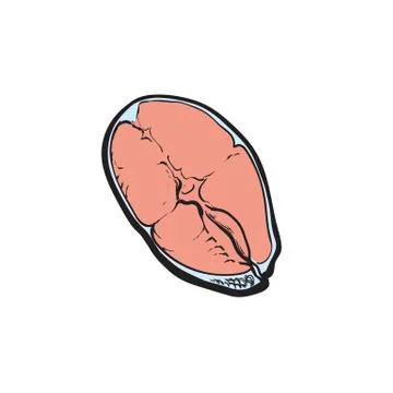 Vector illustration of red fish steak in sketch style. Stock Illustration
