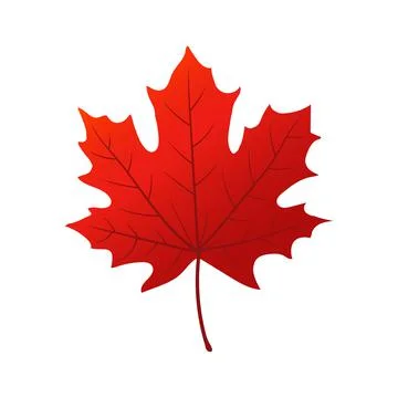 Vector illustration of red maple leaf icon. Stock Illustration