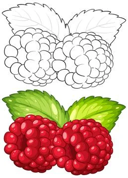 Vector Illustration of Red Raspberries with Mint Leaves and Line Art Stock Illustration
