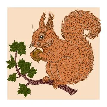 Vector illustration of a red squirrel with a fluffy tail sitting on a branch  Stock Illustration