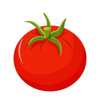 Vector illustration of a red tomato isolated on white , Tomato vector. Tomato on Stock Illustration