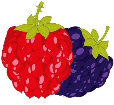 Vector illustration of the ripe berries raspberry and blackberry Illustrazione stock