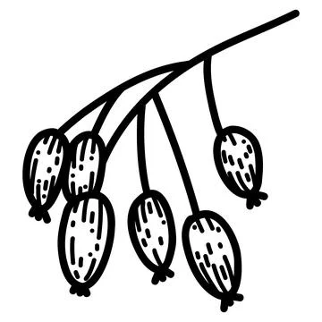 Vector illustration of rose hip in doodle hand-drawn style Stock Illustration