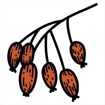 Vector illustration of rose hip in doodle hand-drawn style Stock Illustration