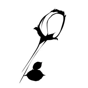 Vector illustration of rose. Stock Illustration