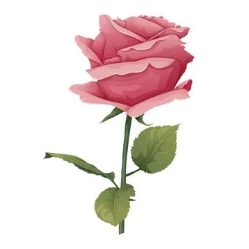 Vector illustration of a rose on an isolated background. Pink flower bud with Illustrazione stock