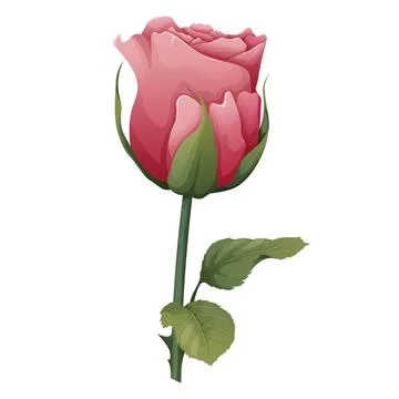 Vector illustration of a rose on an isolated background. Pink flower bud with Stock Illustration