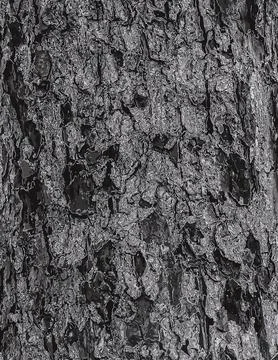 Vector illustration of Rowan bark close-up. The texture of the trunk of Sor.. Stock-Illustration