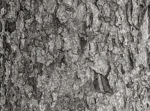 Vector illustration of Rowan bark close-up. The texture of the trunk of Sor.. Stock-Illustration