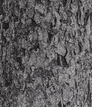 Vector illustration of Rowan bark close-up. The texture of the trunk of Sor.. Stock Illustration