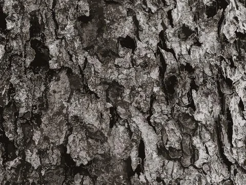 Vector illustration of rowan bark close-up. Texture of the trunk of Sorbus .. Stock Illustration