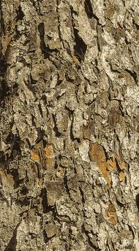 Vector illustration of Rowan bark close-up. The texture of trunk of Sorbus .. Stock-Illustration