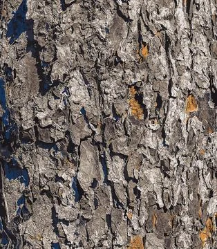 Vector illustration of Rowan bark close-up. The texture of the trunk of Sor.. Stock Illustration
