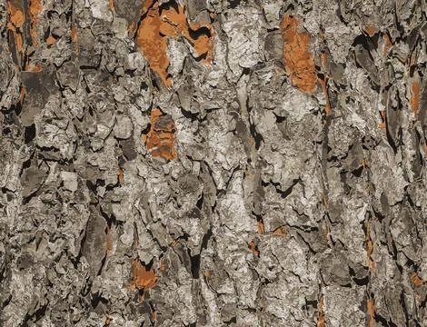 Vector illustration of Rowan bark close-up. Texture of trunk of Sorbus torm.. Stock Illustration