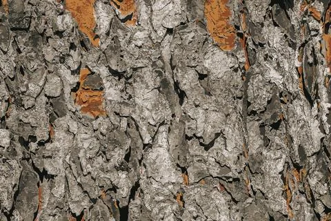 Vector illustration of Rowan bark close-up. The texture of the trunk of Sor.. Stock Illustration