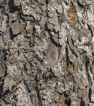 Vector illustration of Rowan bark close-up. Texture of the trunk of Sorbus .. Stock-Illustration
