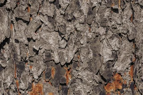 Vector illustration of Rowan bark close-up. The texture of the trunk of Sor.. Stock Illustration