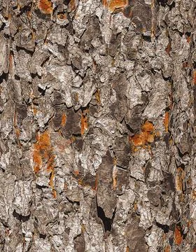Vector illustration of Rowan bark close-up. Texture of trunk of Sorbus torm.. Stock Illustration