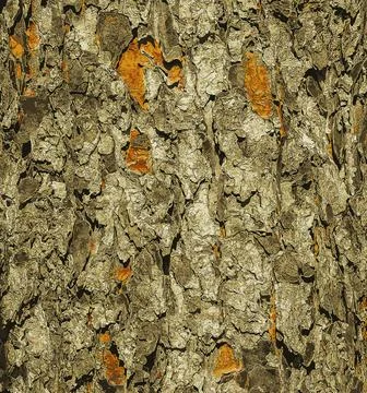 Vector illustration of Rowan bark close-up. Texture of the trunk of Sorbus .. Stock Illustration