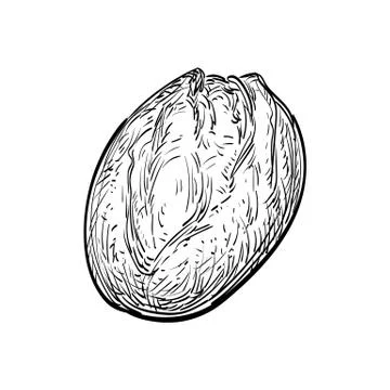 Vector illustration of rustic bread. 库存插图