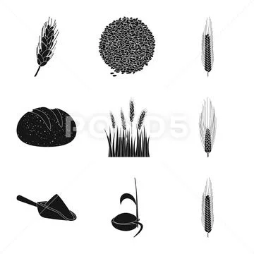 Vector illustration of rye and plant icon. Set of rye and corn stock symbol for Stock Illustration