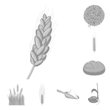 Vector illustration of rye and plant logo. Set of rye and corn stock vector イラスト素材