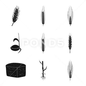 Vector illustration of rye and plant sign. Collection of rye and corn stock Stock Illustration