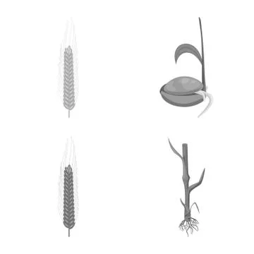 Vector illustration of rye and plant symbol. Collection of rye and corn stock Ilustración de archivo