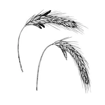 Vector illustration of rye ears with Ergot, Claviceps pupurea. Ink drawing .. Stock Illustration