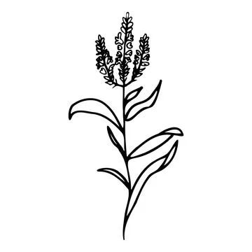 Vector illustration of sage. Doodle style. Sage icon. Stock Illustration