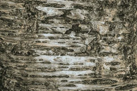 Vector illustration of Sakura or Prunus serrulata bark close-up. The textur.. Stock-Illustration