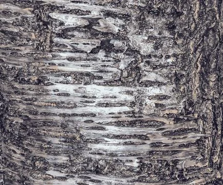 Vector illustration of Sakura or Prunus serrulata bark close-up. The textur.. Stock Illustration