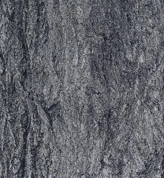 Vector illustration of Sakura or Prunus serrulata bark close-up. The textur.. Stock-Illustration