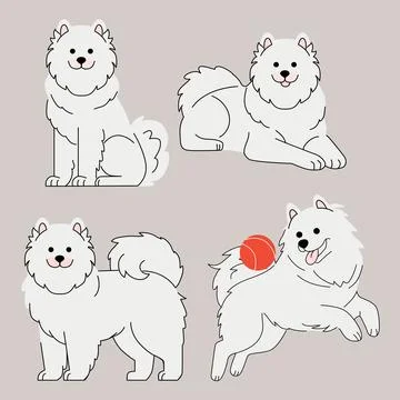 Vector illustration of Samoyed dog set. Cute fluffy Samoyed in different poses Stock Illustration