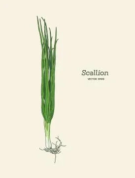 Vector illustration of Scallions Stock Illustration