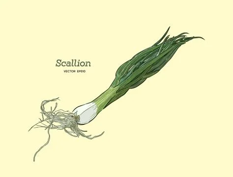 Vector illustration of Scallions Stock Illustration