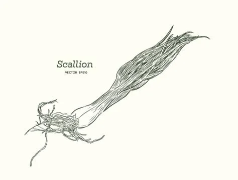 Vector illustration of Scallions Stock Illustration