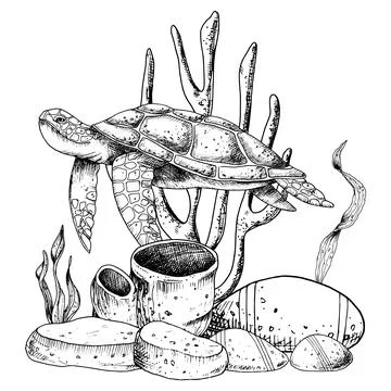 Vector illustration of Sea Turtle, Corals and Algae. Underwater life. Hand drawn Stock Illustration