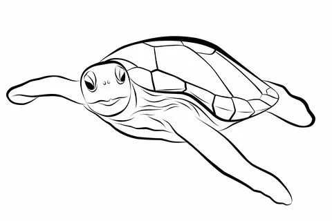 Vector illustration of sea turtle on white background. Perfect for invitation Illustrazione stock