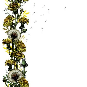 Vector illustration seamless brush with dandelions, leaves, flower meadow Stock Illustration