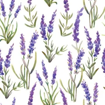 Vector illustration. seamless pattern of lavender flowers. Watercolor painting Stock Illustration
