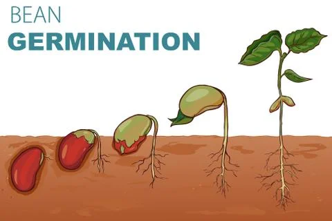 Vector illustration Seed germination beans Stock Illustration