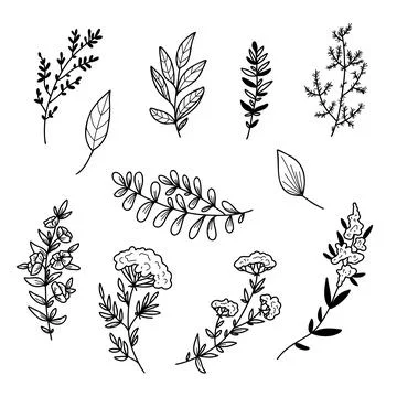 Vector illustration Set of flowers and leaves in doodle hand drawing style. Stock Illustration