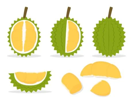 Vector illustration of set fresh durian isolated on white background Stock Illustration
