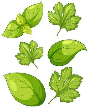 Vector Illustration Set of Fresh Green Basil and Parsley Leaves Stock Illustration