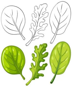 Vector Illustration Set of Fresh Lettuce Spinach and Arugula Leaves Stock Illustration